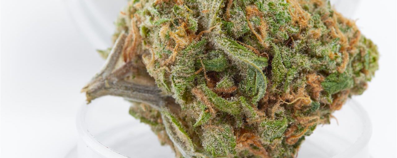 Cannabisverslaving