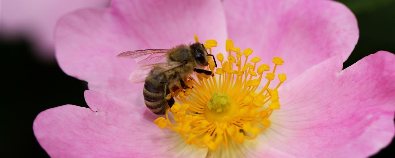Insectensteken en -beten