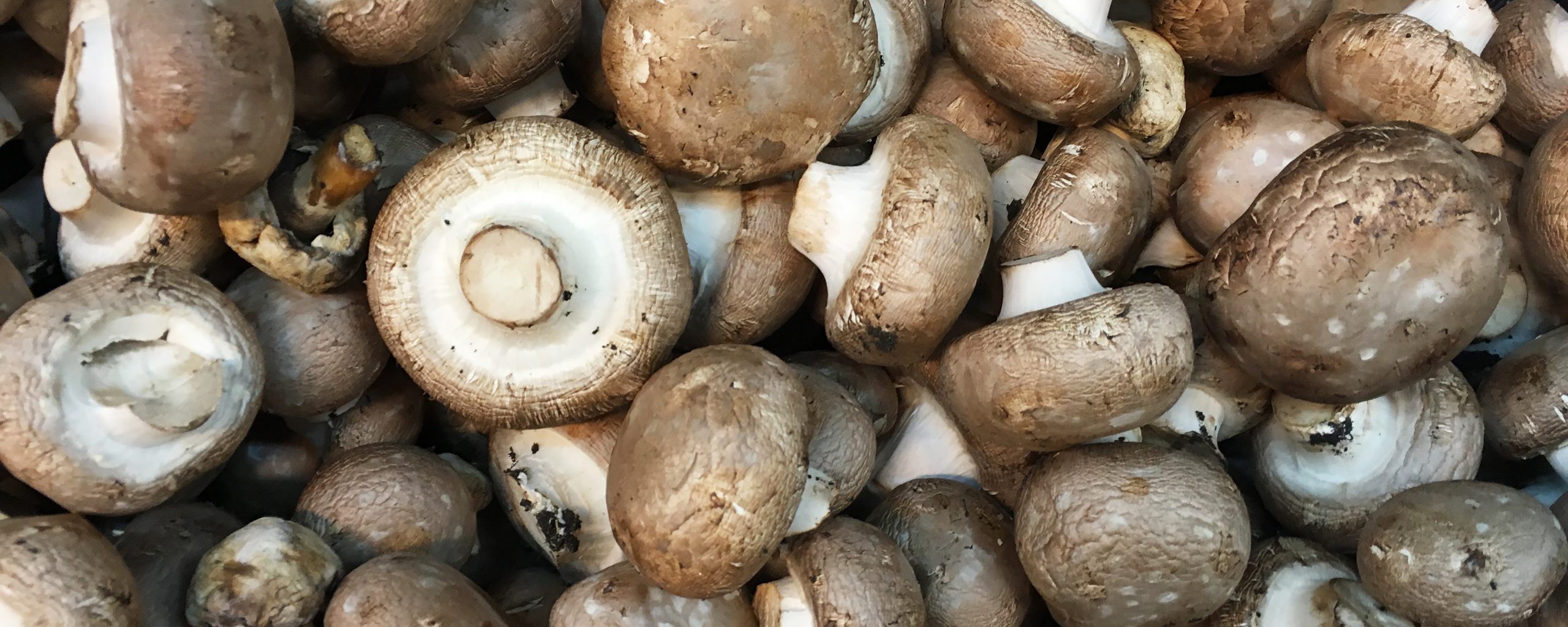 Vegetable pie with mushrooms and goat’s cheese