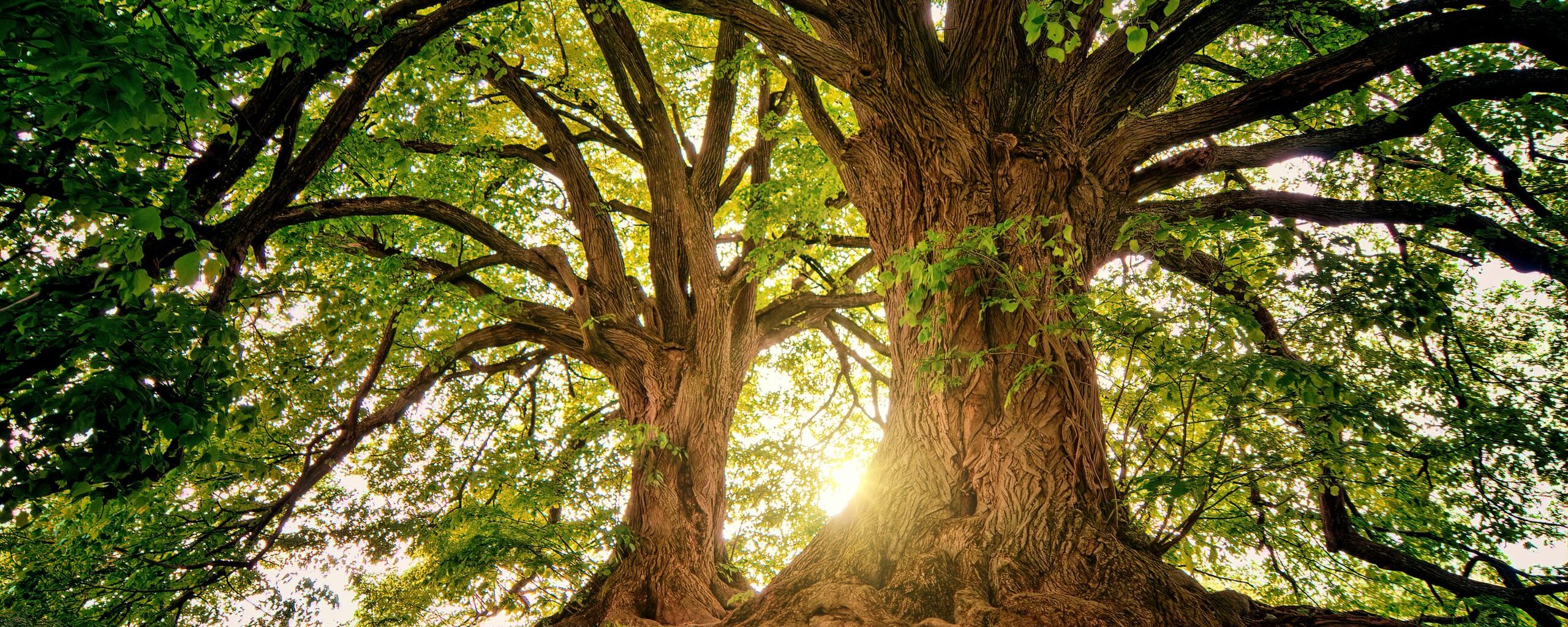 Wisdom of trees