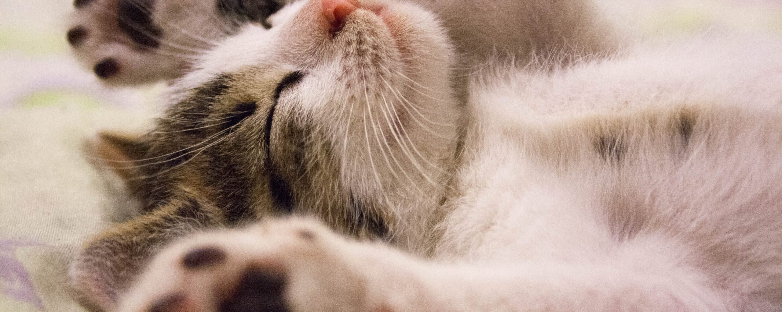 Pets make you happier!