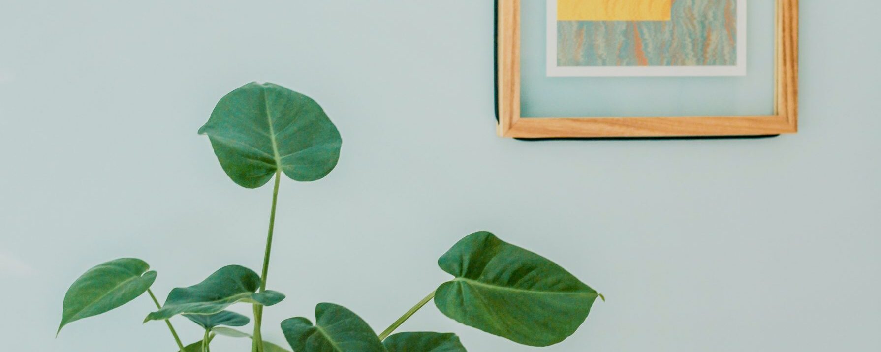 Air purifying houseplants that you definitely want to put in your house