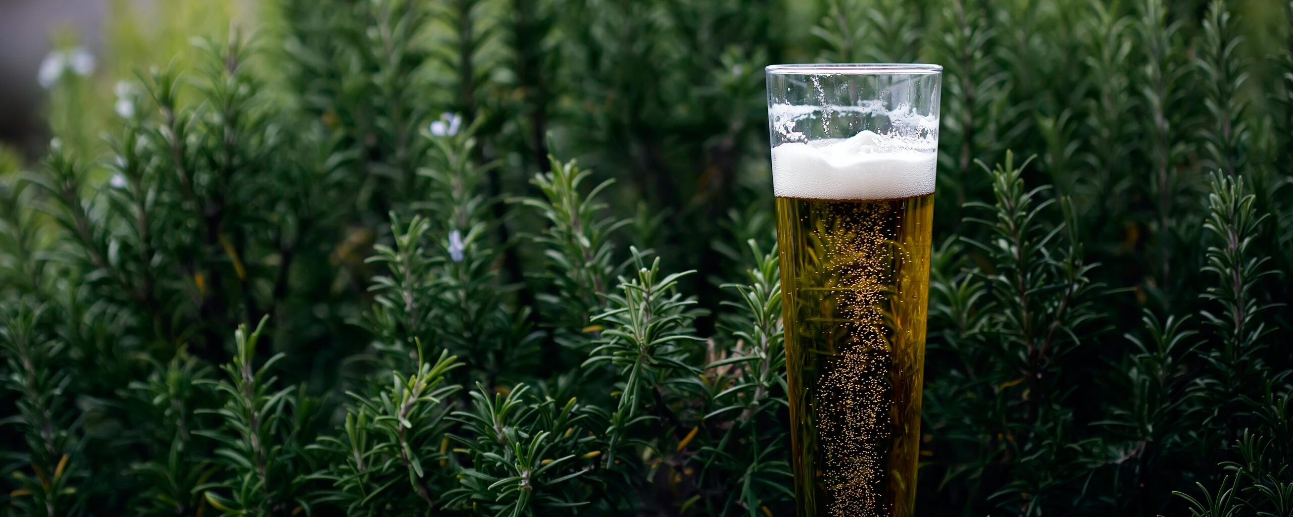 Low and alcohol-free beer